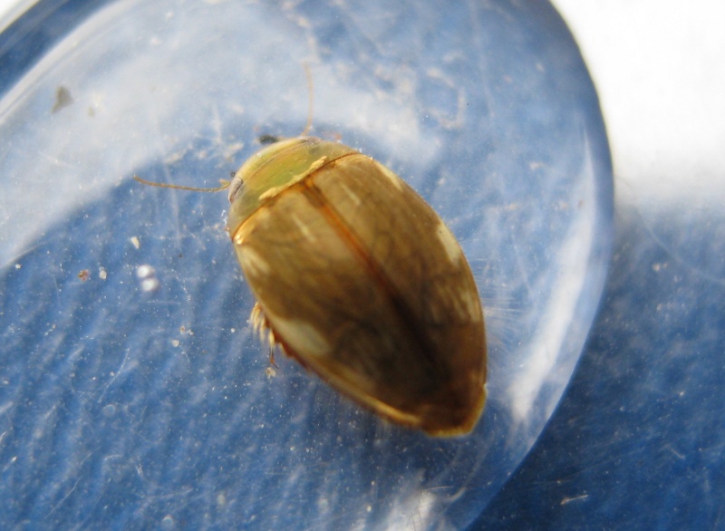 Laccophilus sp. (Dytiscidae) e Peltodytes rotundatus
